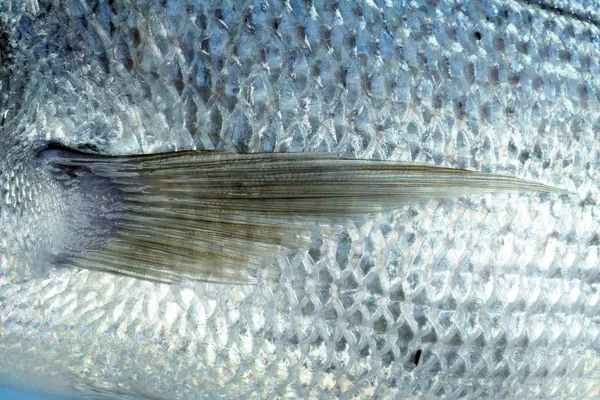 Denton, mediterraner Sparusfisch, Goldkopf, Schnapper — Stockfoto