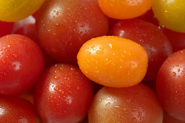 Little cherry varied multi color tomatoes — Stock Photo, Image