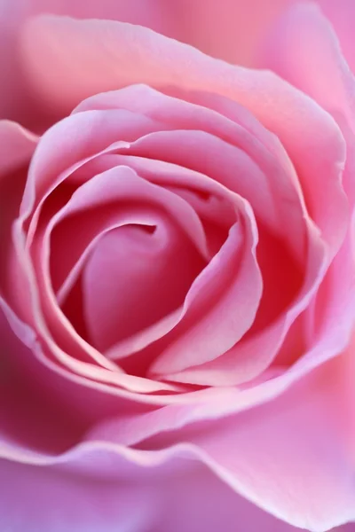 Rosa rosa flor macro detalhe em luz suave — Fotografia de Stock