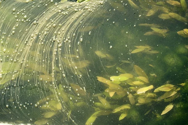 강 표면 식물의 추상적인 배경 — 스톡 사진