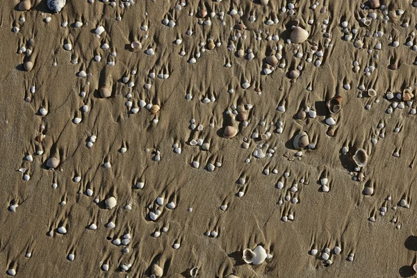 Beach sand texture with clam shells — Stock Photo, Image