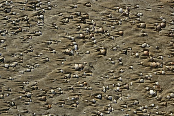 Παραλία άμμου υφή με Κοχύλια αχιβάδα — Φωτογραφία Αρχείου
