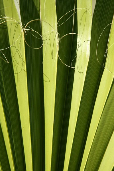 Palm leaf detail with curling fiber — Stock Photo, Image