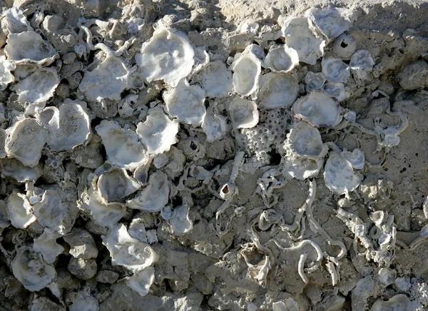 Roca marina en los muelles, barnacle — Foto de Stock