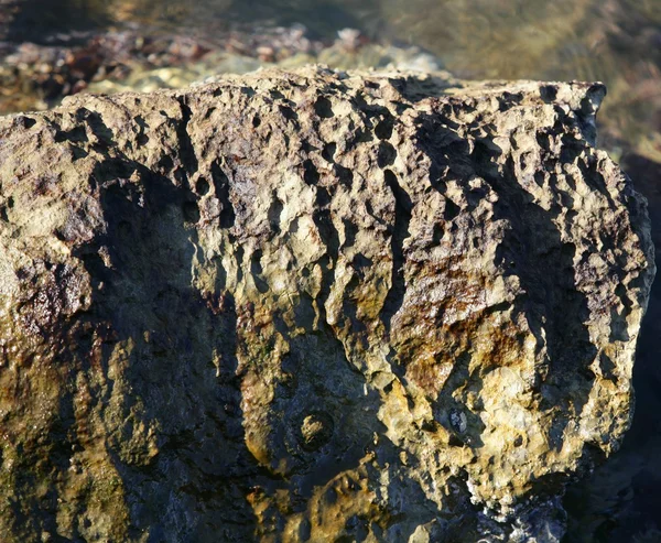 Havstein på kaia, hvitkinnskjell – stockfoto