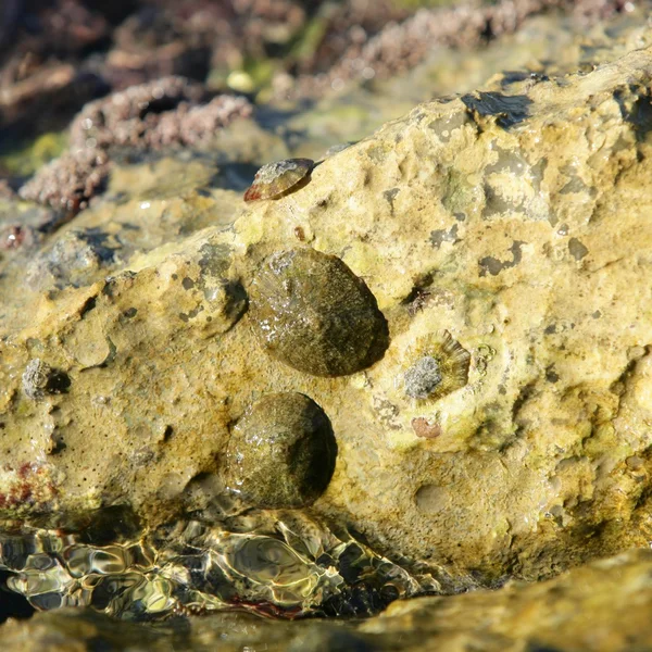 Mořské skalní docích, berneška — Stock fotografie