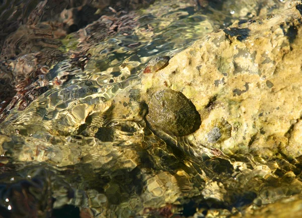 Морская скала на причале, ракушка — стоковое фото