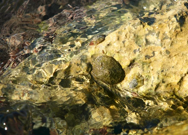 Meeresfelsen auf Docks, Seepocken — Stockfoto