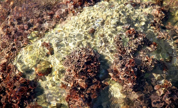 Roche marine sur les quais, bernacle — Photo