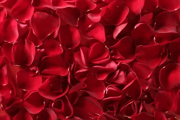 Vermelho pétalas de rosa textura fundo — Fotografia de Stock