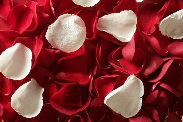 Pétales de rose rouge texture fond — Photo