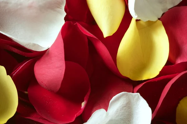 色彩鲜艳的玫瑰花瓣图案壁纸纹理 — 图库照片