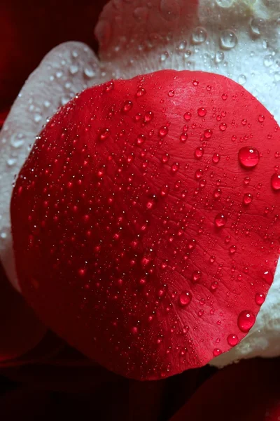 Мокрые крупным планом лепестки роз, капли воды — стоковое фото