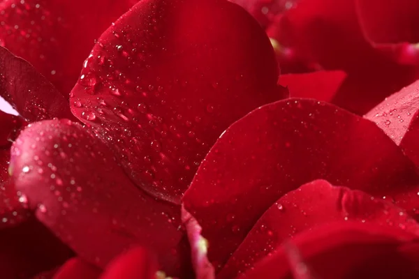 Petali di rosa rosso texture sfondo — Foto Stock