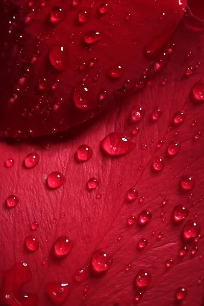 Molhado de perto macro pétalas de rosa, gotas de água — Fotografia de Stock