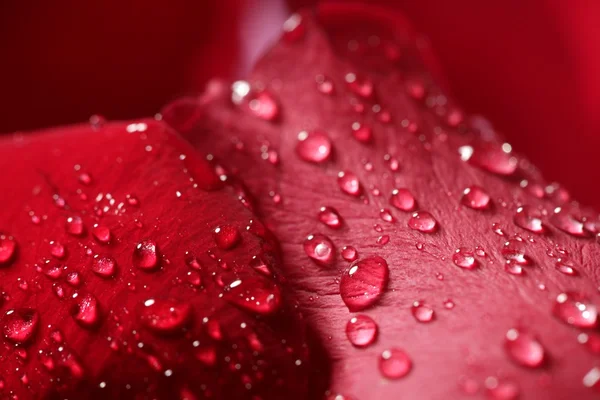 Mokré blízko se makro okvětní lístky růží, kapky vody — Stock fotografie