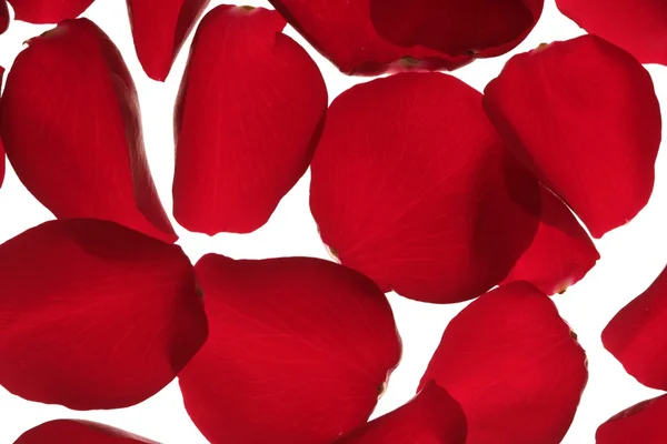 Фон из лепестков красной розы — стоковое фото