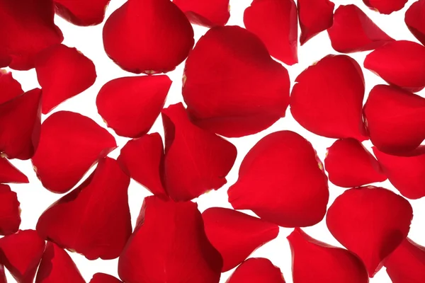 Red rose petals texture background — Stock Photo, Image