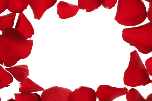 Red rose petals frame border, white copy space — Stock Photo, Image