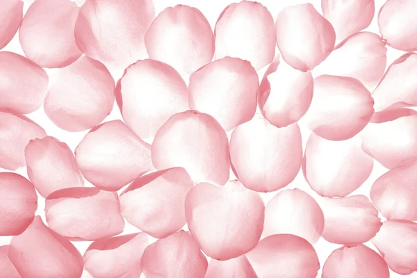 Pink rose transparent petals, wallpaper pattern — Stock Photo, Image