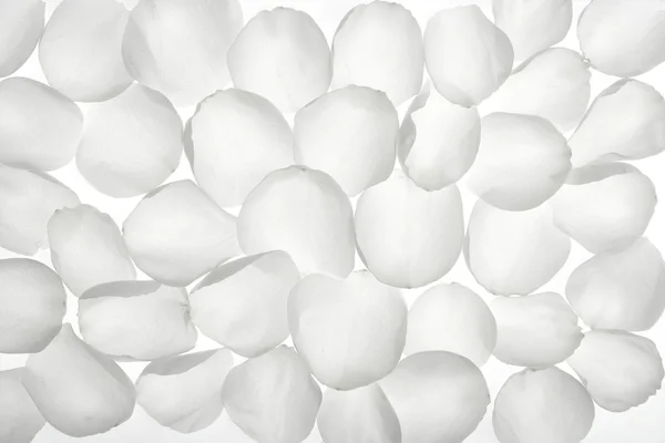 White rose transparent petals, wallpaper pattern — Stock Photo, Image