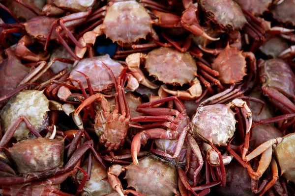 Crabe de Méditerranée, motif texture — Photo