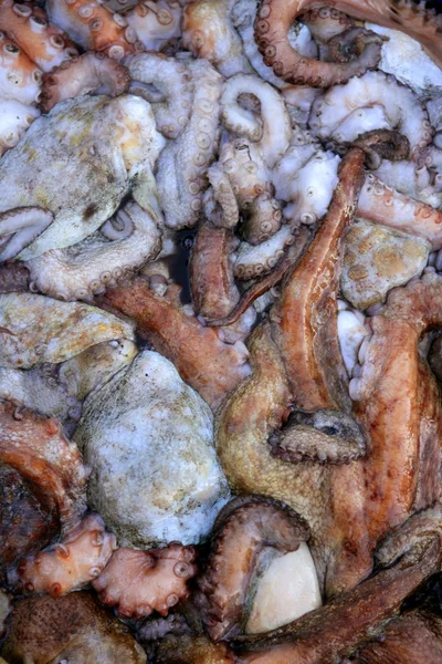 Bläckfisk textur, många färgglada bläckfisk — Stockfoto