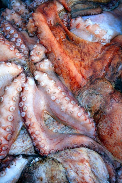 Textura dos cefalópodes, muitos polvo colorido — Fotografia de Stock