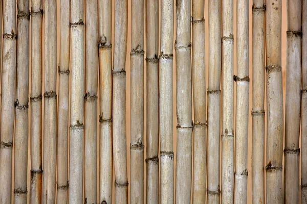 Сушеная текстура тростника, типичная средиземноморская — стоковое фото