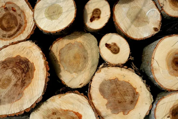 Skládané dřevěné špalky, kmeny stromů — Stock fotografie