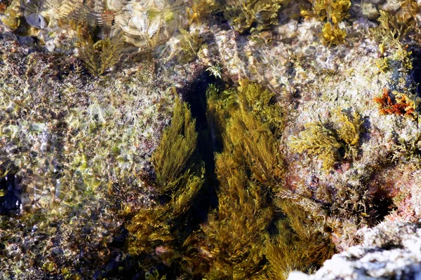 Морские водоросли, водоросли со средиземноморского побережья — стоковое фото