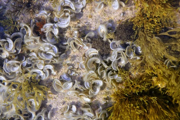Algas, algas marinhas da costa marítima do Mediterrâneo — Fotografia de Stock