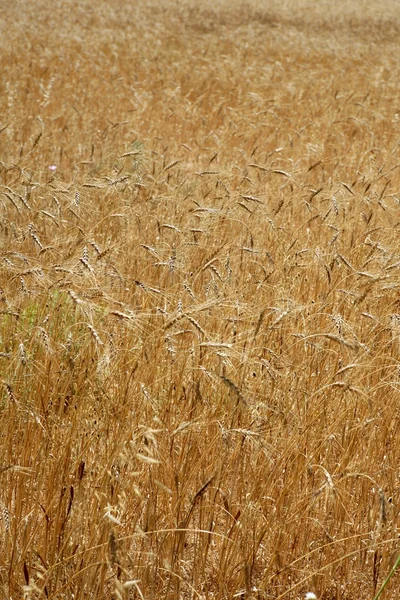 Goldgelb Weizen Getreide Getreidefeld Textur — Stockfoto