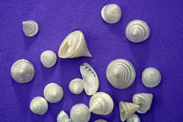Sea shell over purple blue texture pearly winkles — Stock Photo, Image