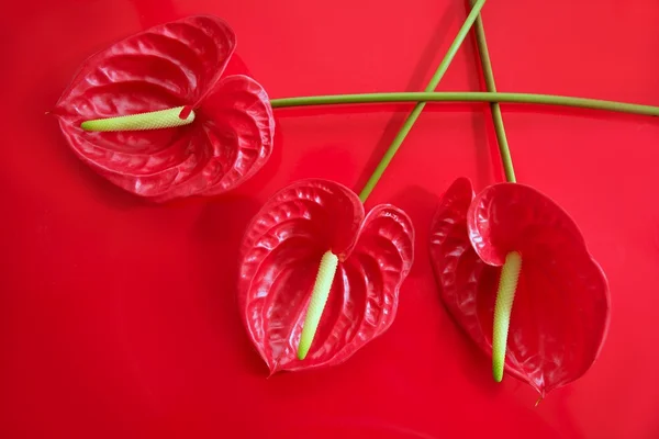 Anthurium exótico bela flor vermelha ainda — Fotografia de Stock
