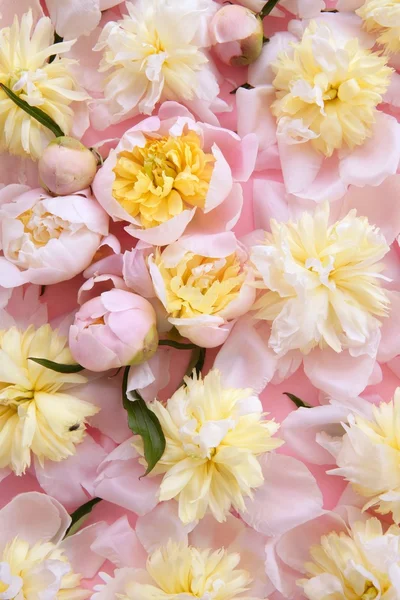 Fundo de flores rosa e amarelo colorido — Fotografia de Stock