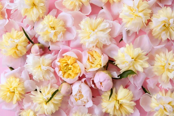 七彩的黄色和粉红色花朵背景 — 图库照片