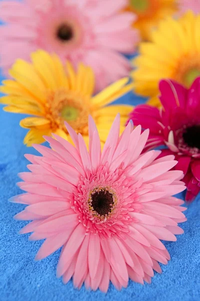 Kolorowe kwiaty Gerbera jeszcze na niebieskim tle — Zdjęcie stockowe