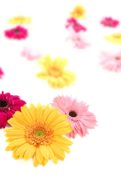 Gerbera yellow flower colorful blur flowers background — Stock Photo, Image