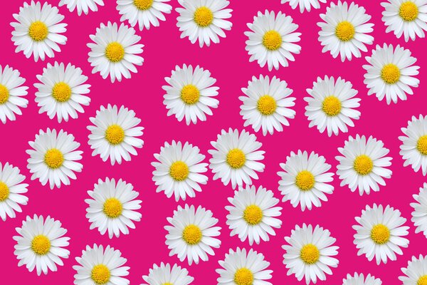 Colorful pattern with daisy flowers