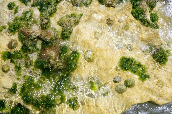 Algas del Mediterráneo, algas verdes — Foto de Stock