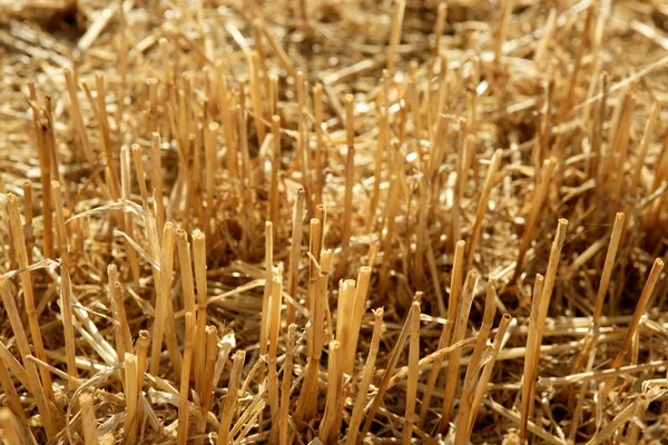 刈り取ら小麦のフィールド土壌植物詳細 — ストック写真