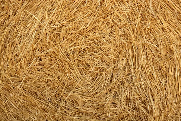 stock image Hay round bale of dried wheat cereal