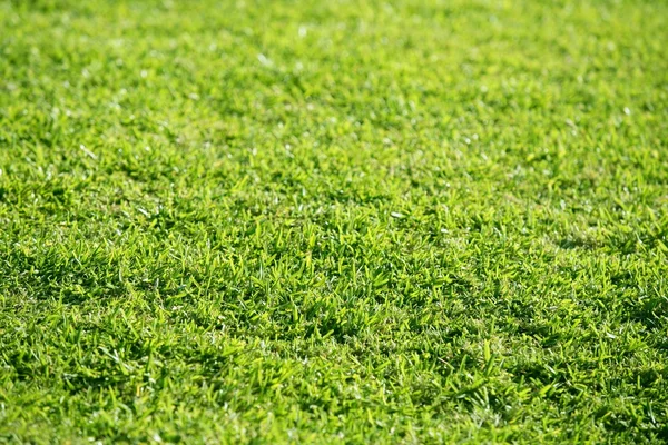 Green grass texture macro selective focus — Stock Photo, Image