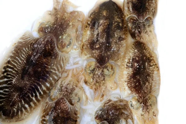 Cuttlefish não cozido uma lula mediterrânica — Fotografia de Stock