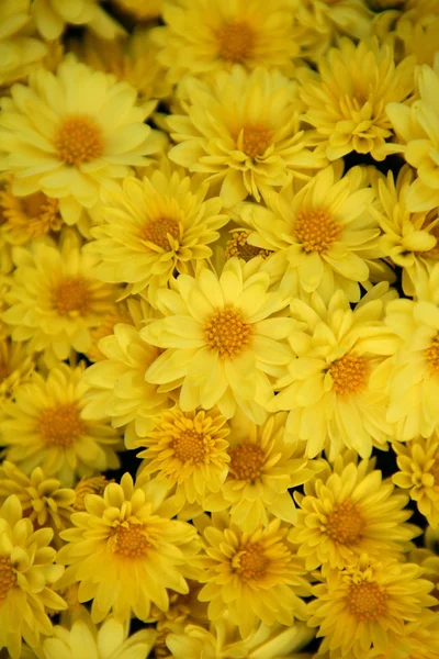 Hintergrund gelb Gänseblümchen viele Blumen — Stockfoto