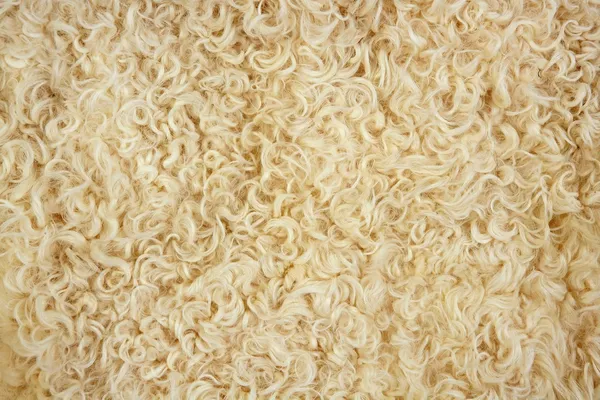 Lã de cordeiro macro textura closeup cor creme — Fotografia de Stock