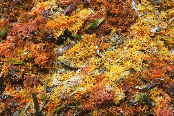 Барвисті жовті червоні морські водорості — стокове фото