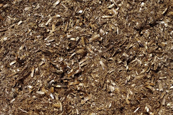 Ποσειδωνία φύκια φύκια αποξηραμένα υφή μεσογειακή — Φωτογραφία Αρχείου