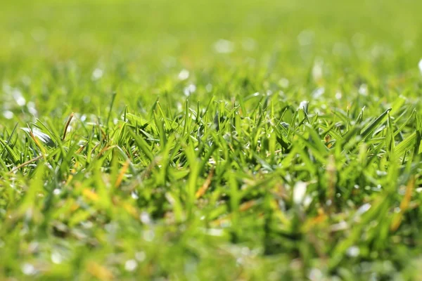 Ogród zielona trawa trawnik makro perspektywy — Zdjęcie stockowe